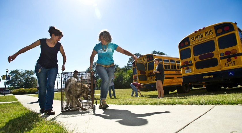 Hurricane Animal Evac
